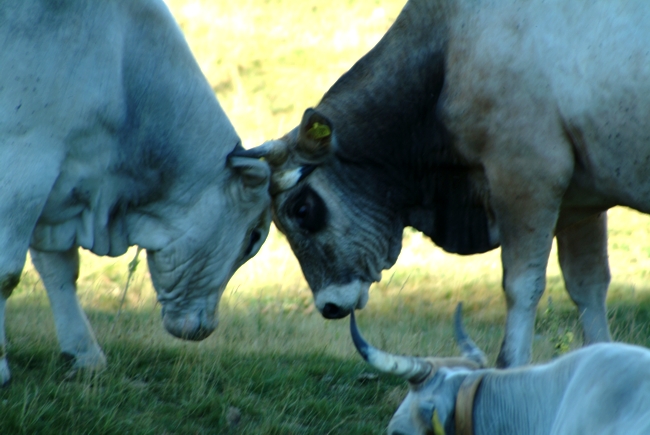 Animali al pascolo
